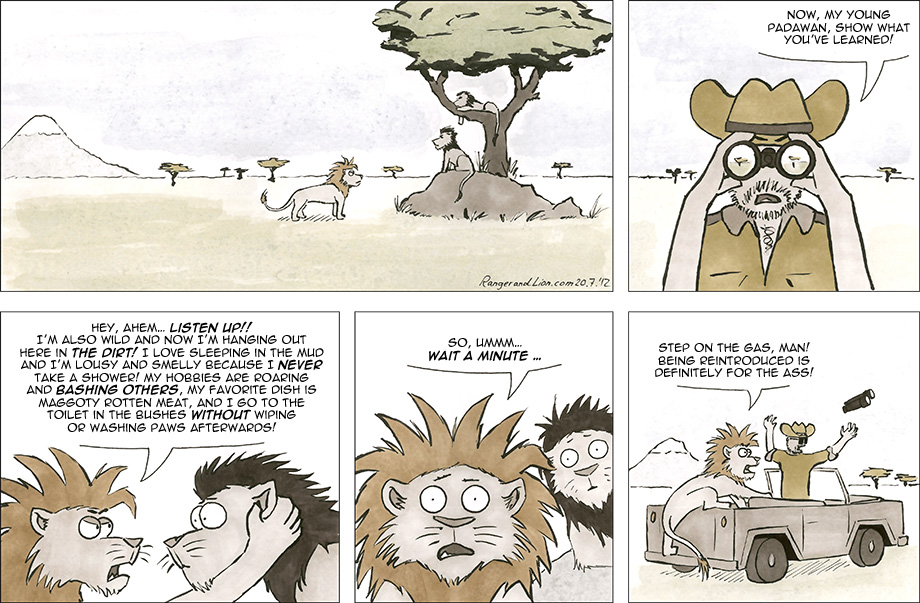 Lion Reintroduction 2